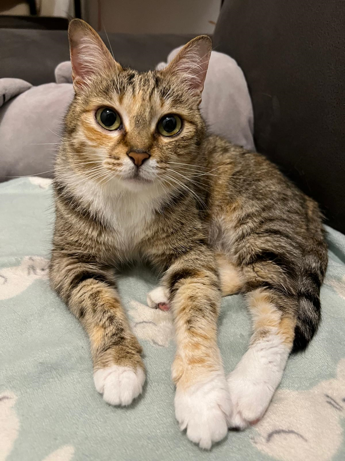 Custom Cat 3D Wool Felt Portrait Without Photo Frame | Handmade Memorial Gifts