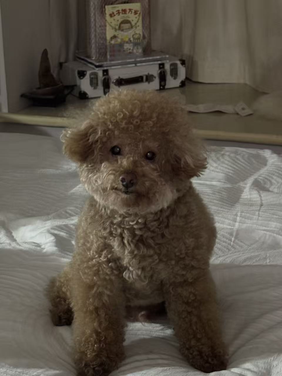 Custom Dog 3D Wool Felt Portrait With Photo Frame | Handmade Memorial Gifts