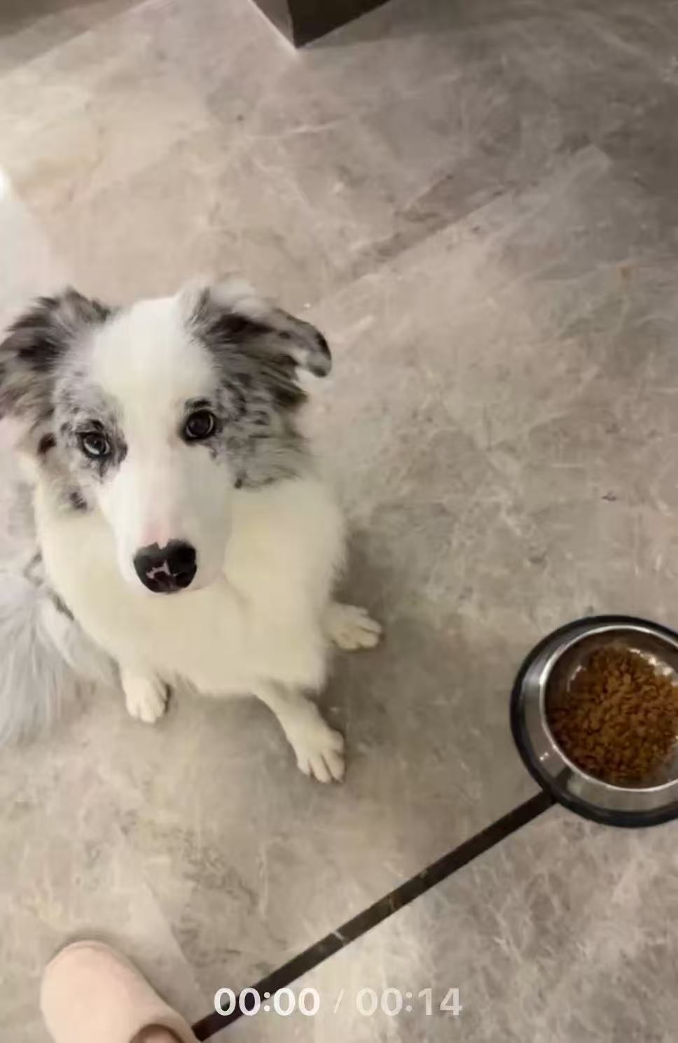 Custom Dog 3D Wool Felt Portrait With Photo Frame | Handmade Memorial Gifts