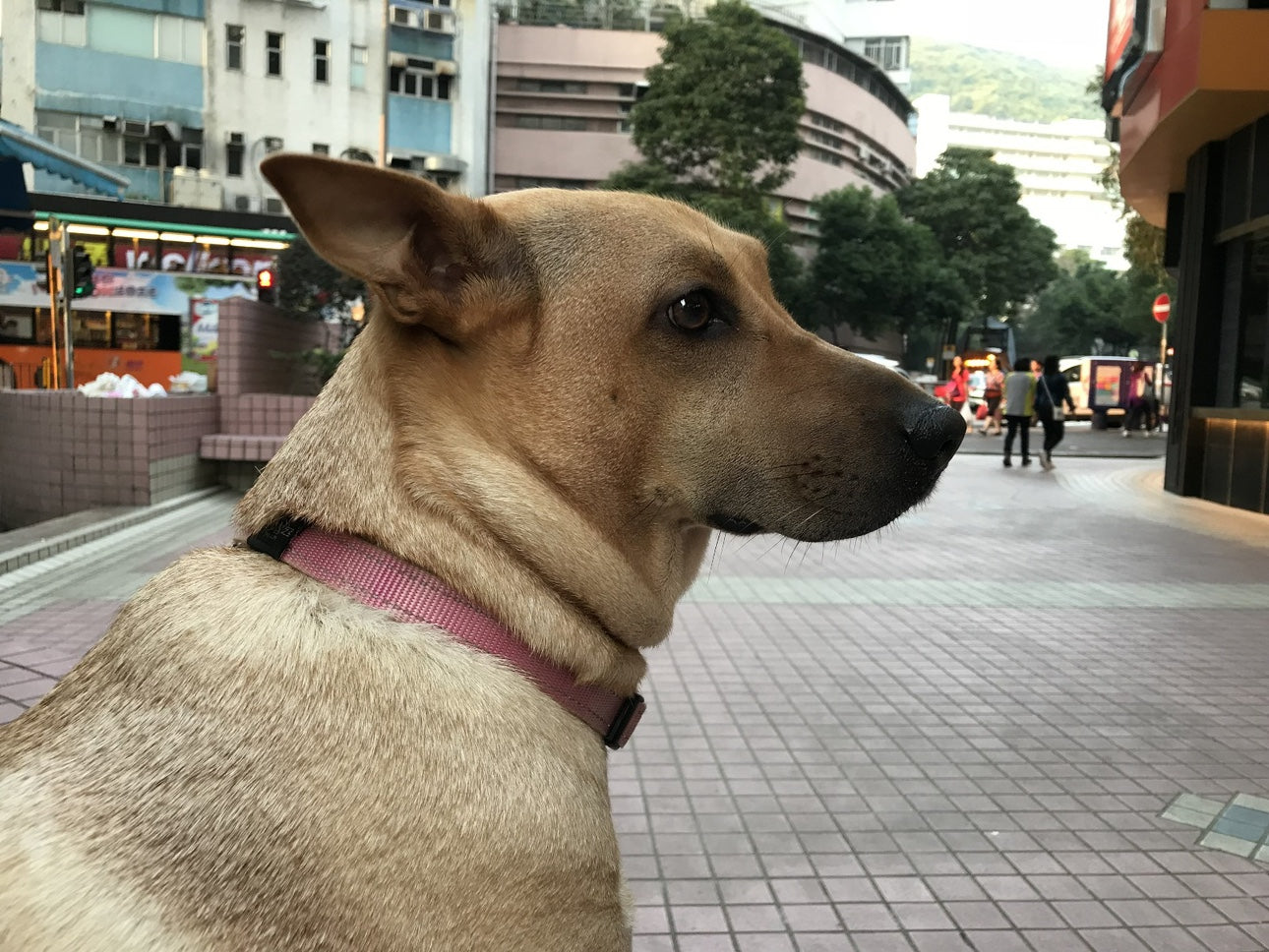 Custom Dog 3D Wool Felt Portrait Without Photo Frame | Handmade Memorial Gifts