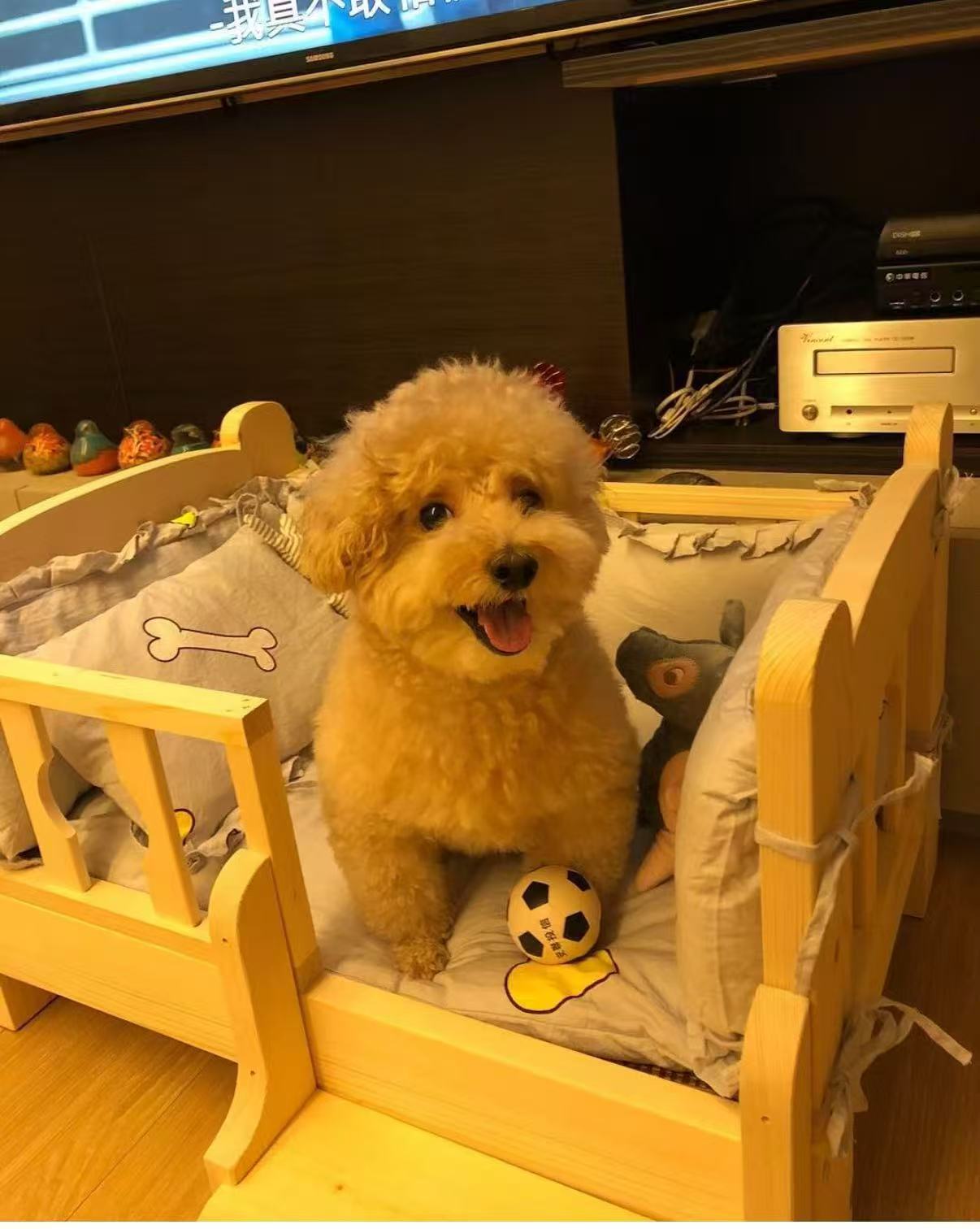 Custom Dog 3D Wool Felt Portrait With Photo Frame | Handmade Memorial Gifts