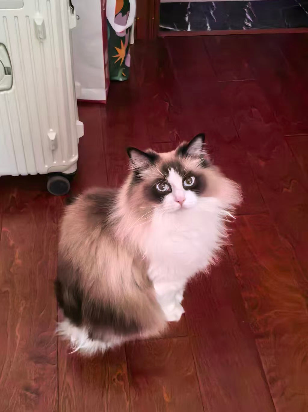 Custom Cat 3D Wool Felt Portrait With Photo Frame | Handmade Memorial Gifts