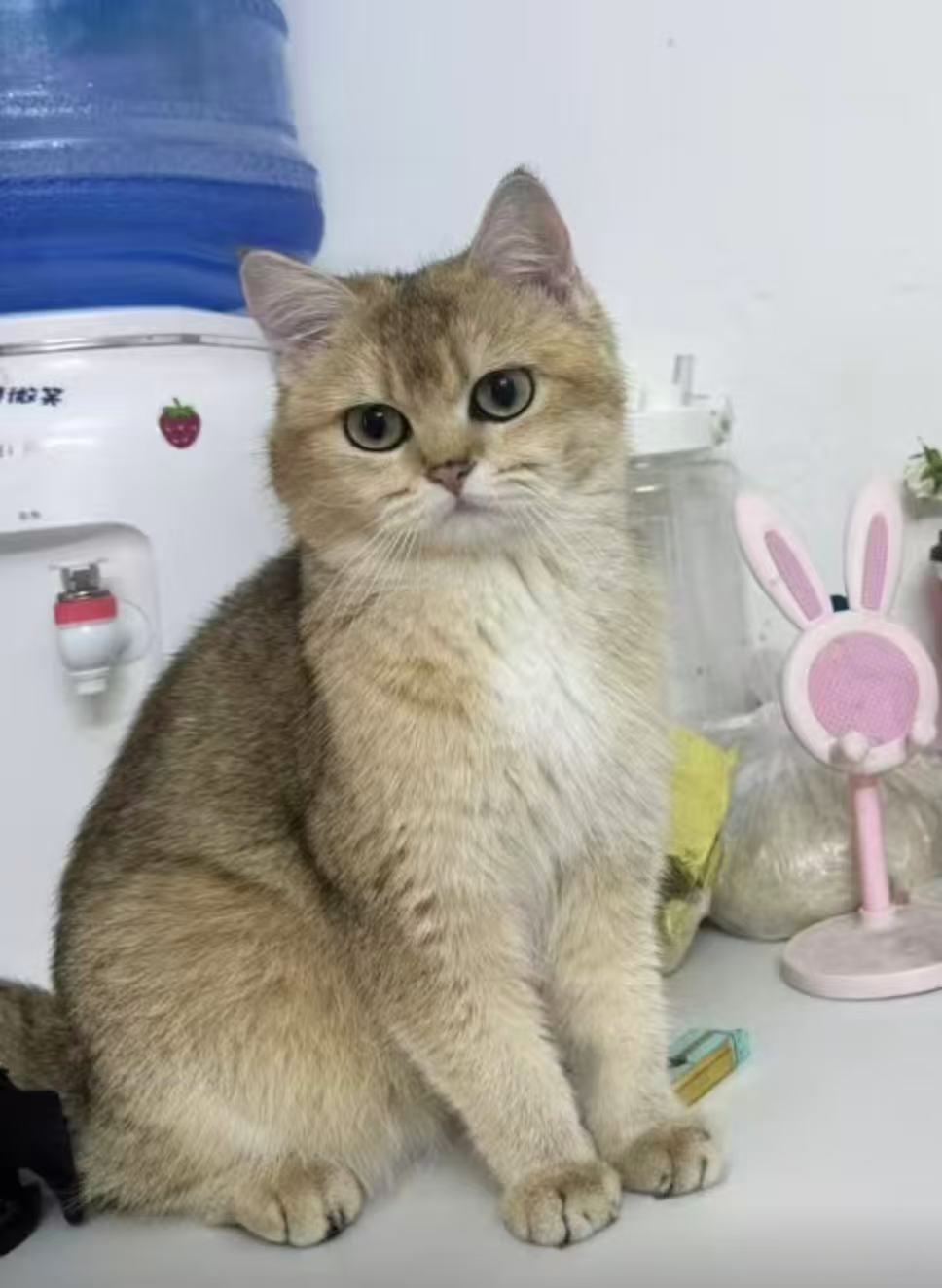 Custom Cat 3D Wool Felt Portrait With Photo Frame | Handmade Memorial Gifts