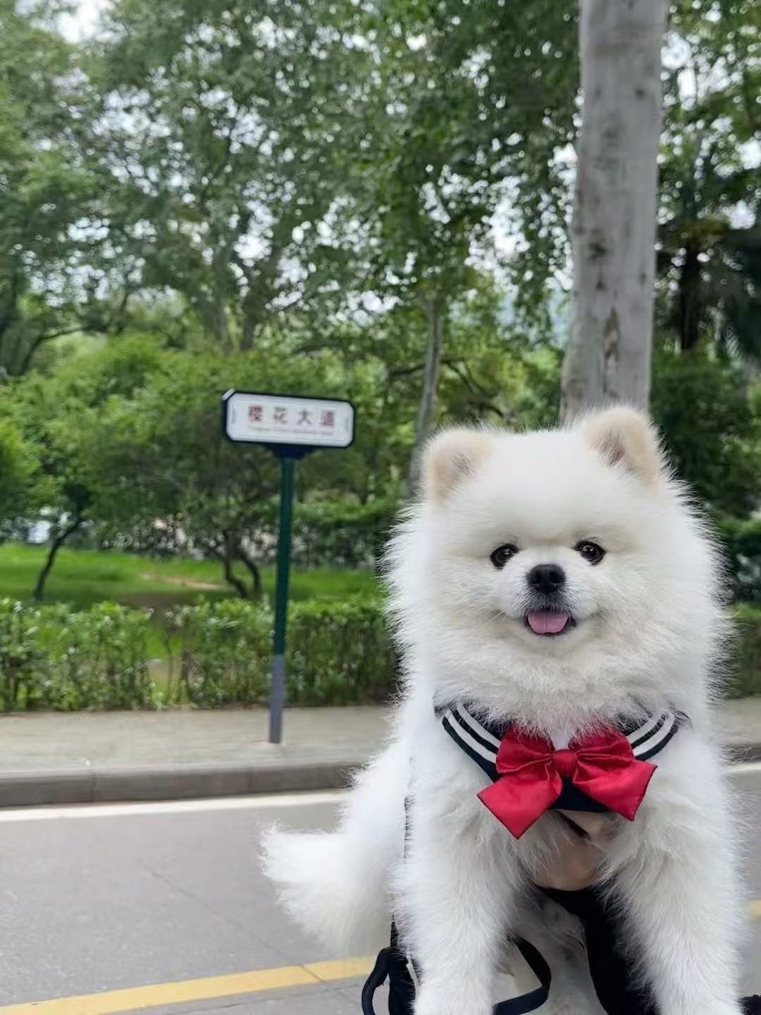 Custom Dog 3D Wool Felt Portrait Without Photo Frame | Handmade Memorial Gifts